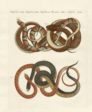 Fine-lined colubrids (coloured engraving)