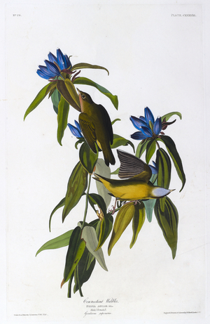 Two birds. Colour Illustration by Audubon; Connecticut Warbler.