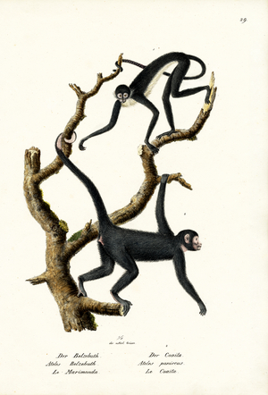 Long-Haired Spider Monkey, 1824 (colour litho)