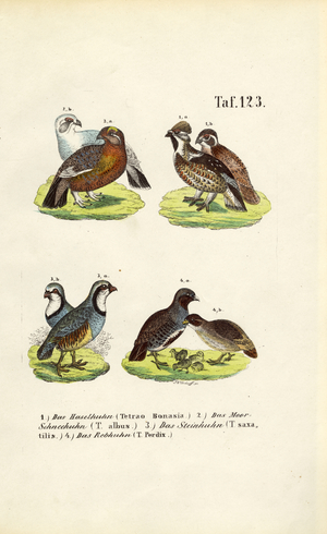 European Grouse Species and Partridges, 1850 (lithography)