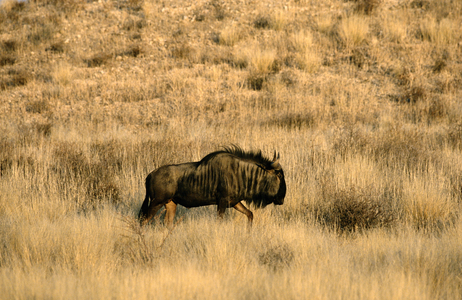 Lone Gnu, South Africa (photo)