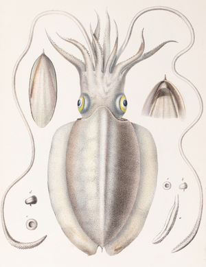 Cuttlefish, 1835–1848 (Plate)