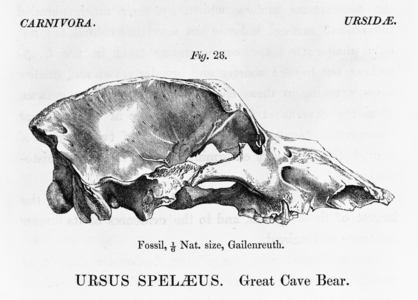 Ursus speleaus, great cave bear, Fig. 28 from A History of British Fossil Mammals and Birds, by Sir Richard Owen, 1844-46 (engraving)