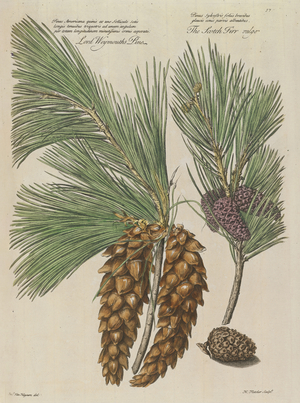 Eastern white pine (Pinus strobus), 1730 (Plate)