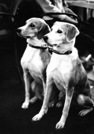 Two dogs, 1983 (photo)
