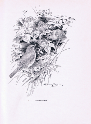 Nightingale and young (litho)