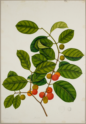 Salacia Chinensis. L. (Celastraceae)