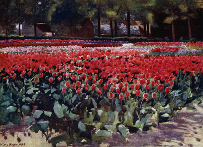 Tulips in their Prime (colour litho)