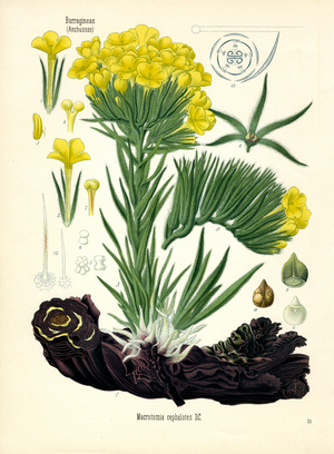 Macrotomia Cephalotes (colour litho)