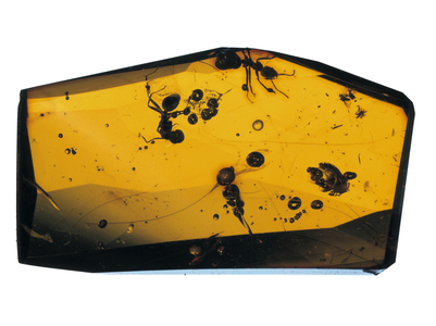 Iridomyrmex geinitzi