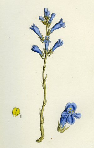 Orobanche Arenaria Sand Broom-Rape