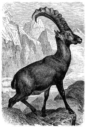 Alpine ibex
