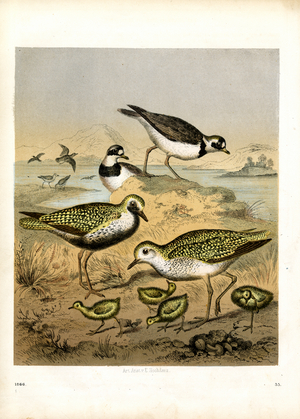 Plovers with Chicks on the Shore (hand-coloured litho)