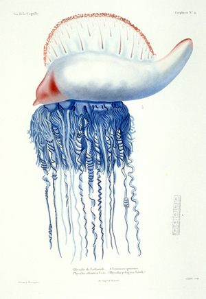 Physalia pelagica