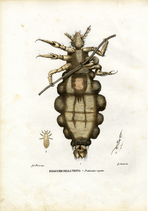 Louse, 1863-79 (colour litho)