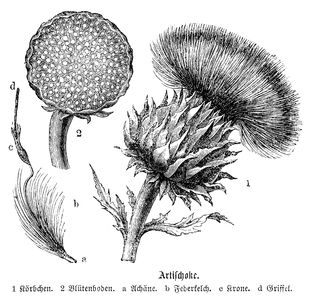 Artichoke
