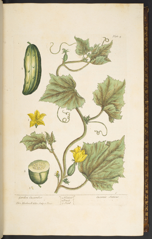 Plate 4, Garden Cucumber, from 'A Curious Herbal', 1737 (coloured engraving)