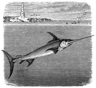 Swordfish