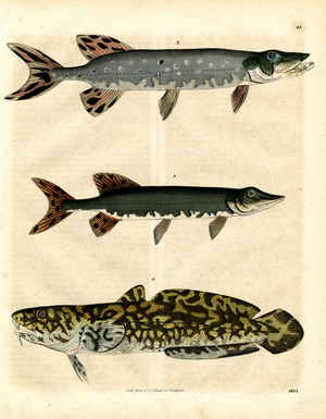 Pike, Perch and Burbot (hand-coloured engraving)