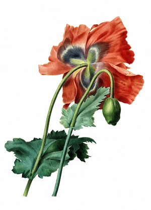 Opium poppy (Papaver somniferum), poppy, digital reproduction of an 18th century original, original date not known