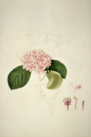 Hydrangea sp.