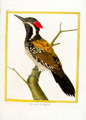 Green Woodpecker from Bengal (print)