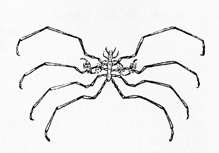 A Sea spider aka Pantopoda or pycnogonids, from Meyers Lexicon, pub. 1928