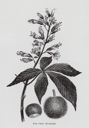 The Ohio Buckeye (engraving)
