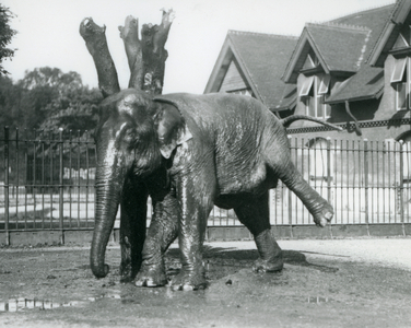 An Asian Elephant scratching itself against a dead tree, while balancing on three legs, London Zoo, 1928 (b/w photo)