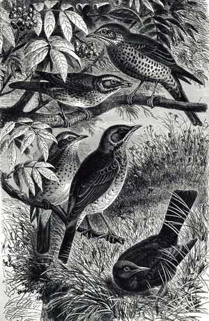 Engraving depicting thrushes: 1