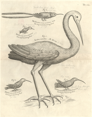 Bird illustration