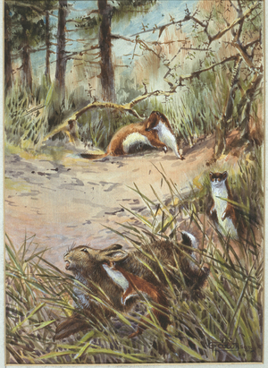 Stoats (Mustela erminea) attacking rabbits (Oryctolagus cuniculus), from a collection of pencil sketches and watercolour drawings of British mammals, c.1890-1910 (watercolour on paper)