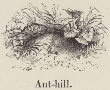 Anthill (engraving)