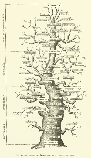 Arbre genelogique de la vie terrestre (engraving)