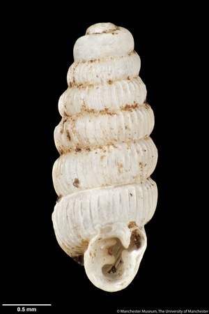 Ennea shandae, 1930 (shell)
