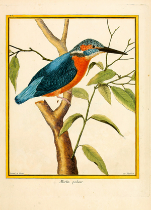 Common Kingfisher (print)