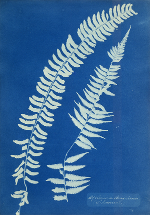 Asplenium Braziliense, South America, c.1850 (cyanotype, mounted, unique print)