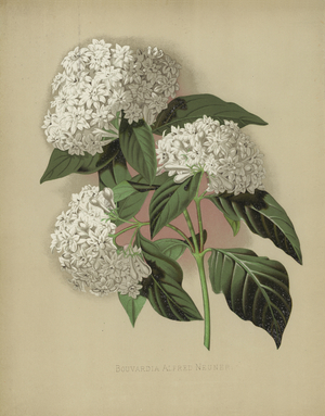 Bouvardia Alfred Neuner (chromolitho)