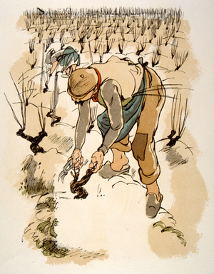 Humorous Wine Illustration 1946.Ilustration by Julien Pavil