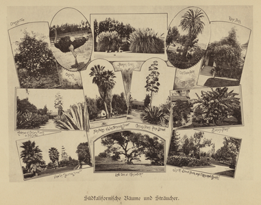 Trees and shrubs of southern California, USA (b/w photo)