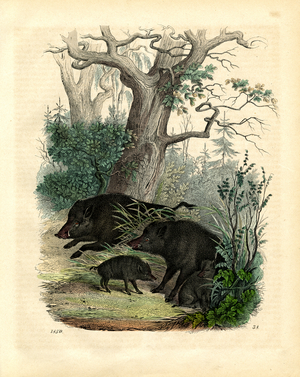 Wild Boars in Forest Habitat (engraving)