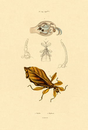 Leaf Insect, 1833-39 (coloured engraving)