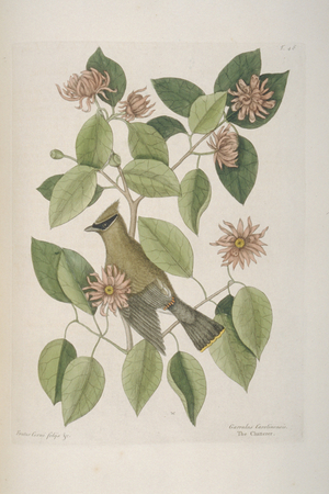Bombycilla garrulus