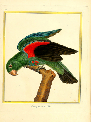 Parrot from China (print)