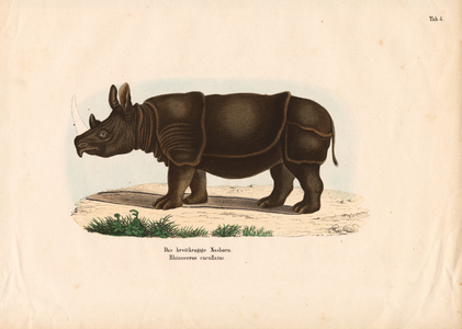 Black Rhinoceros, 1848 (lithography)