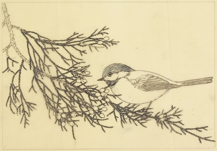 Black-capped Chickadee, 1968 (graphite)