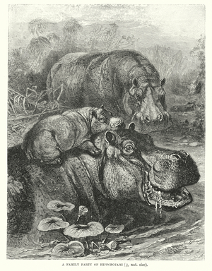Hippopotami (engraving)