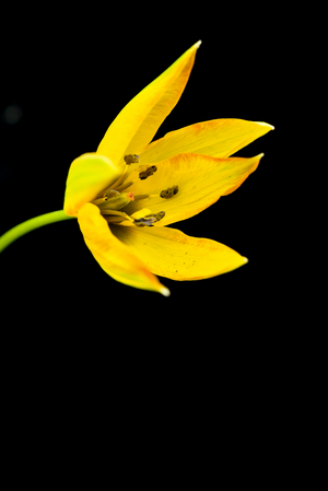 Yellow flower of wild tulip on black background (photo)