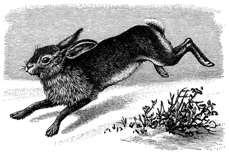 Hare