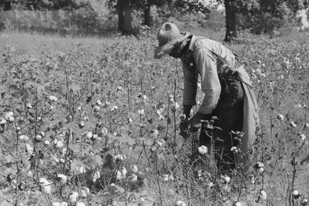 Sharecropper picking cotton in North Carolina, 1939 (b/w photo)